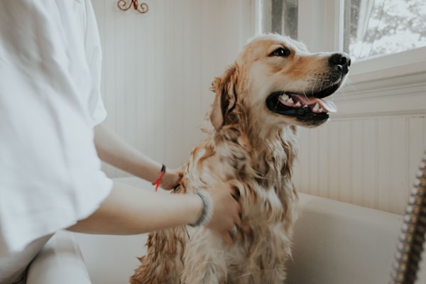 Professional Pet Grooming Kit